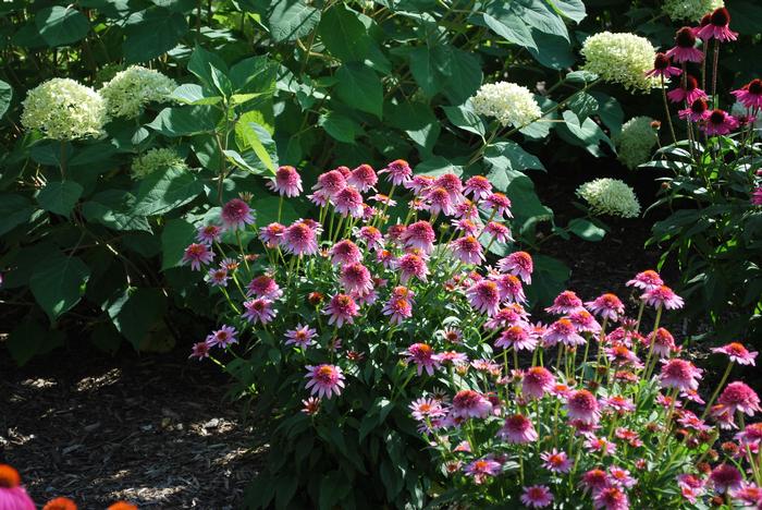 Echinacea x purpurea 'Butterfly Kisses' (Coneflower)