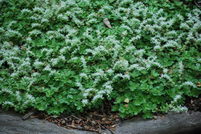 Sedum ternatum (Woodland Stonecrop)