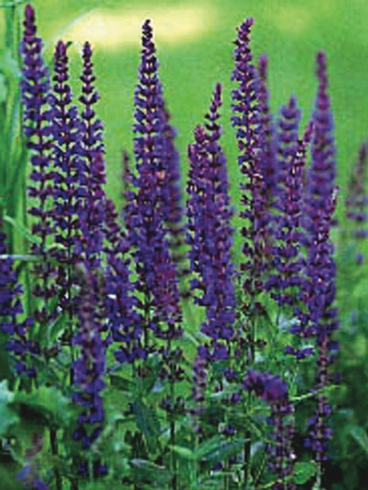 Salvia nemorosa 'East Friesland' (Sage)