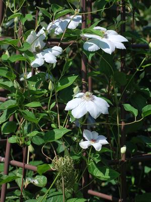 Clematis hybrid 'Henryii' (Hybrid Clematis)