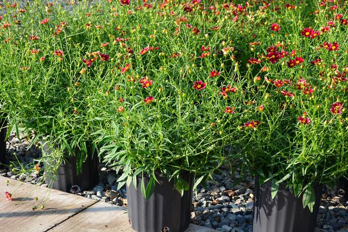 Coreopsis x Big Bang™ 'Mercury Rising' (Tickseed), red flowers