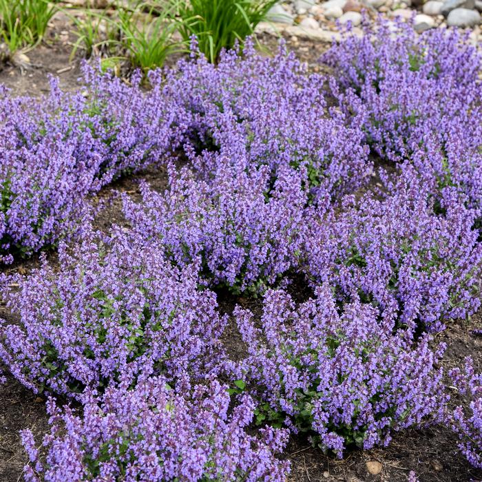 Nepeta x 'Cat's Pajamas' (Catmint)