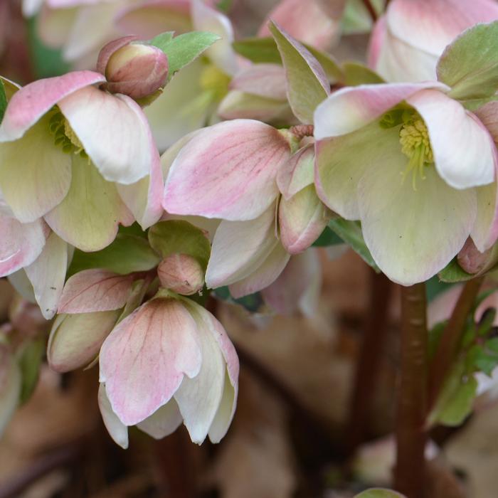 Helleborus x 'Ivory Prince' (Lenten Rose)