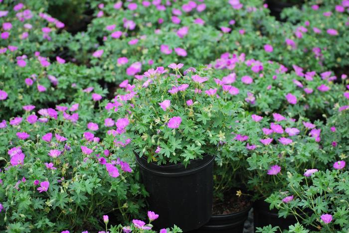 Geranium sanguineum 'Max Frei' (Cranesbill)