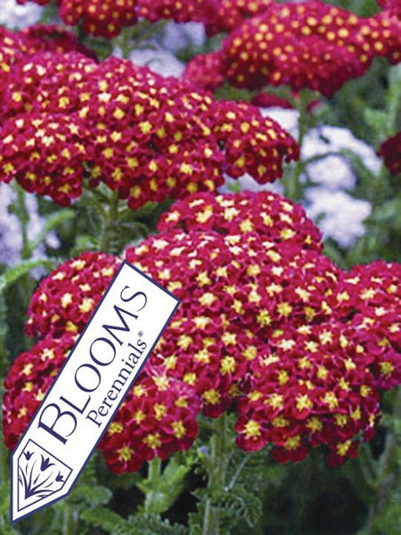 Achillea millefolium 'Strawberry Seduction' (Yarrow) perennial