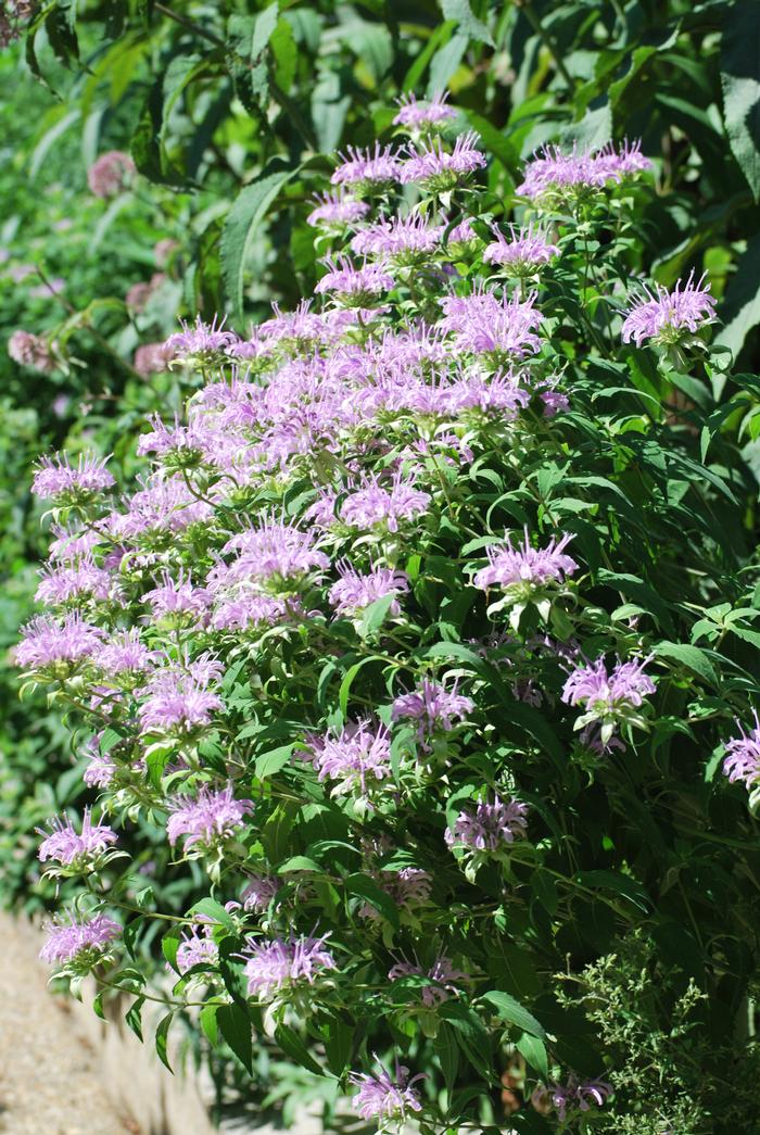 Wild bergamot (Monarda fistulosa)