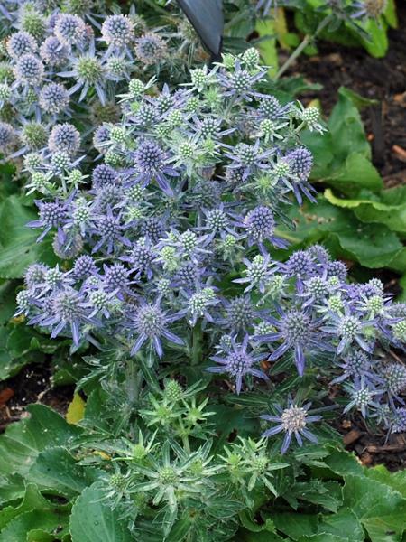 Sea Holly (Eryngium planum 'Blue Hobbit')