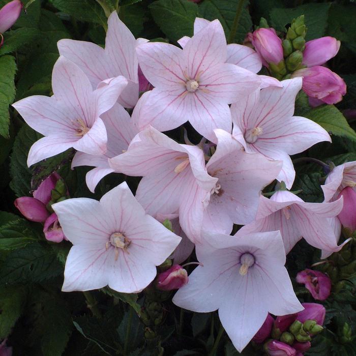 Platycodon grandiflorus 'Astra Pink' (Balloon Flower)