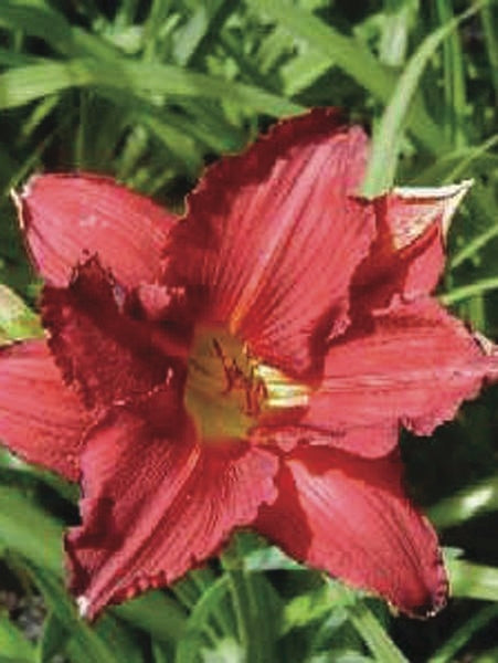 Hemerocallis 'Pardon Me' (Daylily)