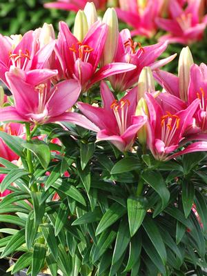 Lilium Lily Looks™'Tiny Pearl' (Dwarf Asiatic Hardy Lily)