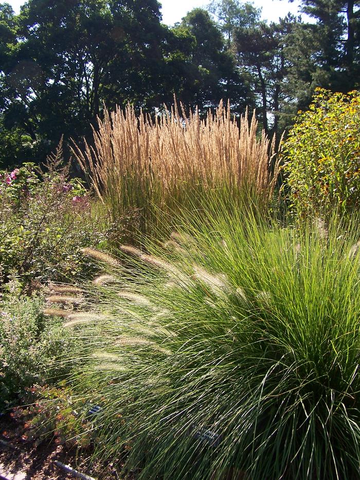 Cassian Fountain Grass (Pennisetum alopecuroides 'Cassian')