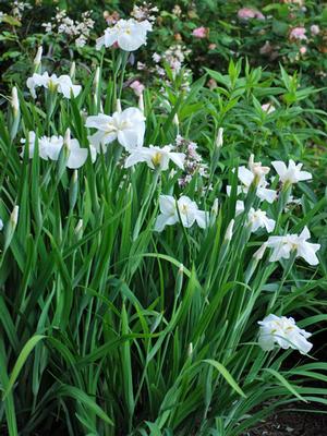 Iris ensata 'Moonlight Waves' (Japanese Iris)