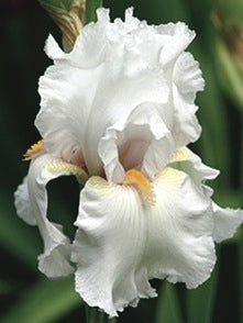 Iris germanica 'Immortality' (Tall Bearded Iris