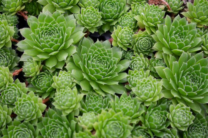 Sempervivum 'Green Wheel' (Hens and Chicks)