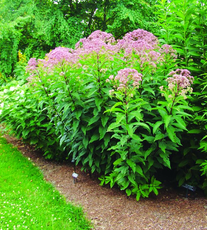 Eupatorium maculatum 'Gateway' (Joe Pye Weed)