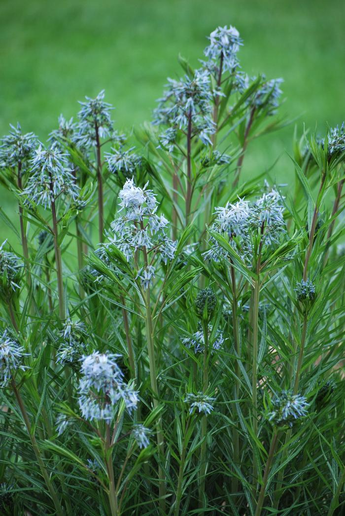 Thread-leaf Blue Star (Amsonia hubrichtii)