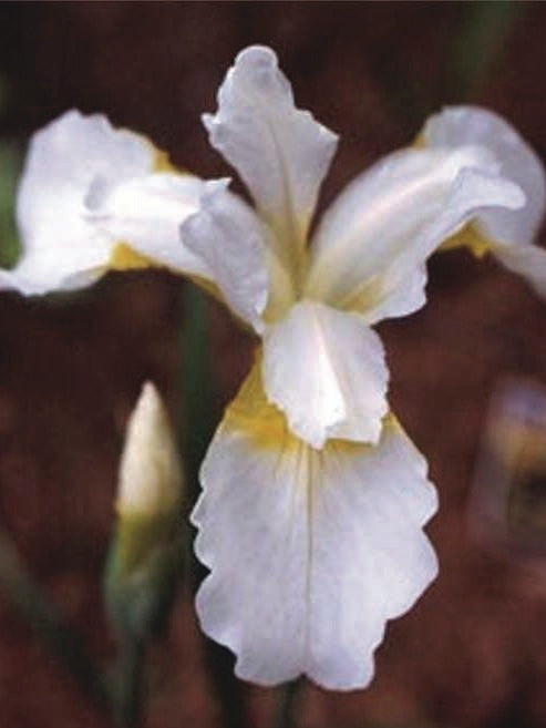 Iris sibirica 'Snow Queen' (Siberian Iris)