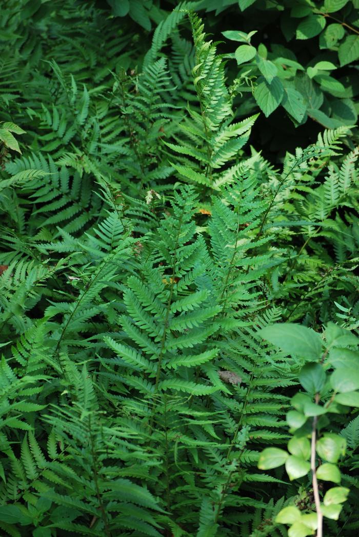 Dixie Wood Fern (Dryopteris x australis)