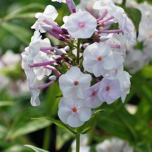 Phlox x Earlibeauty® Daughter of Pearl (Phlox)