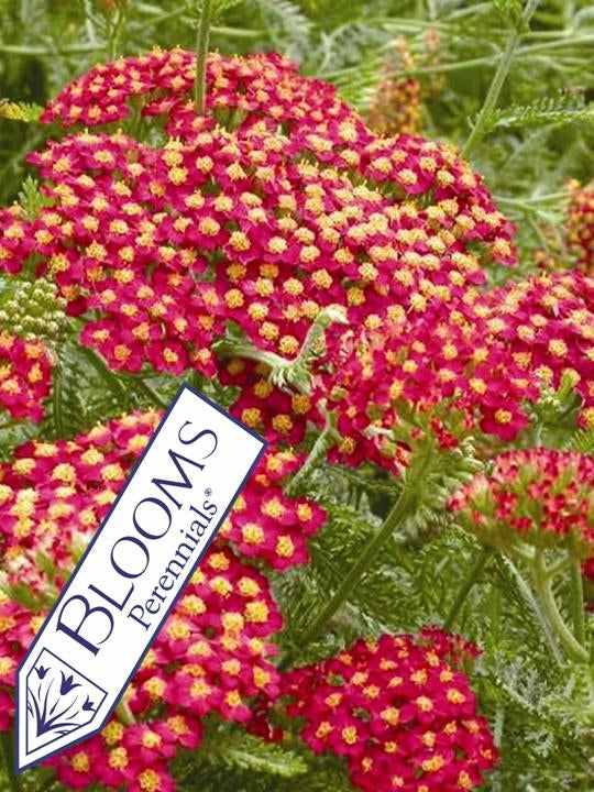 Achillea millefolium 'Pomegranate' (Yarrow) perennial