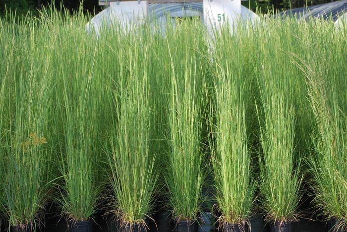 Broom Sedge (Andropogon virginicus), green grass