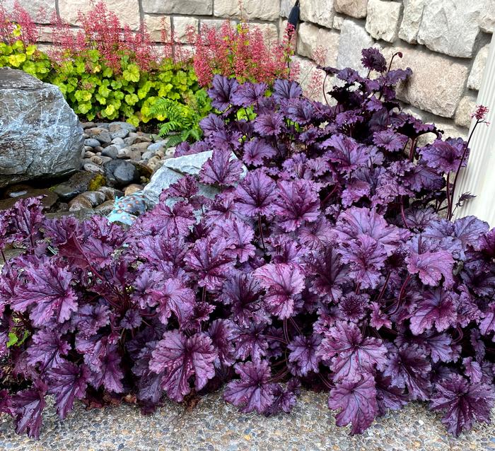 Heuchera x Forever® Purple (Coral Bells)