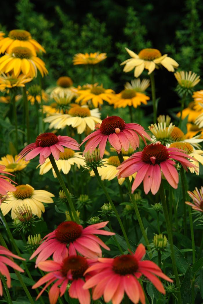 Echinacea x purpurea 'Cheyenne Spirit' (Coneflower)