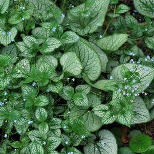 Silver Heart Forget-me-not (Brunnera macrophylla 'Silver Heart')