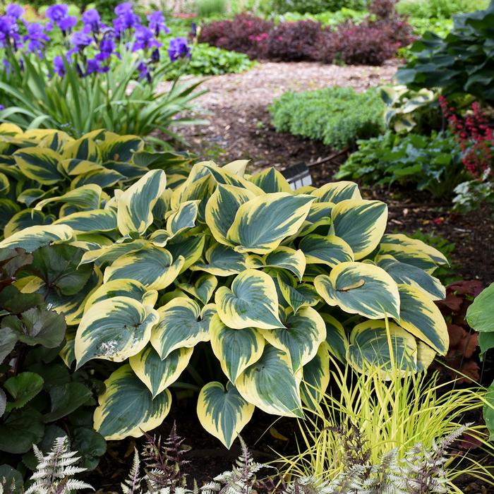 Hosta x 'First Frost' (Plantain Lily)