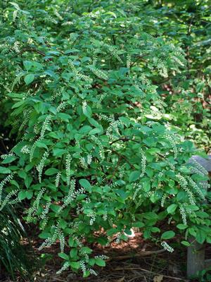 Virginia Sweetspire (Itea virgincia 'Henry's Garnet')