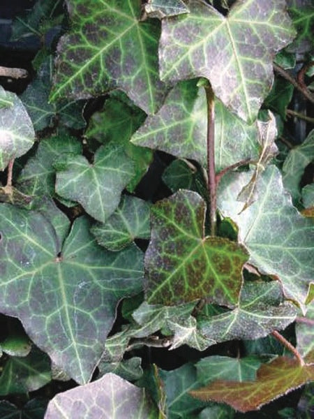 Baltic Ivy (Hedera helix 'Baltica')