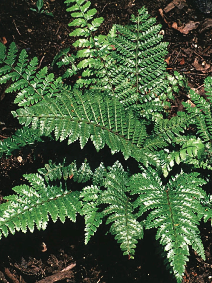 Tassel Fern (Polystichum polyblepharum)