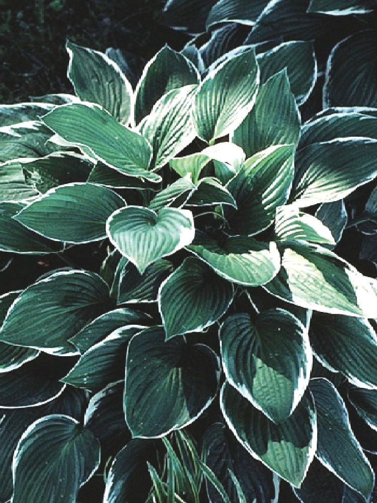 Hosta x 'Francee' (Plantain Lily)