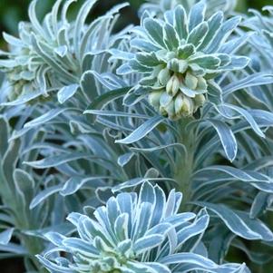 Mediterranean Spurge (Euphorbia characias 'Glacier Blue')