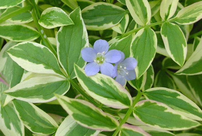 Variegated Jacob's Ladder (Polemonium reptans 'Stairway to Heaven')