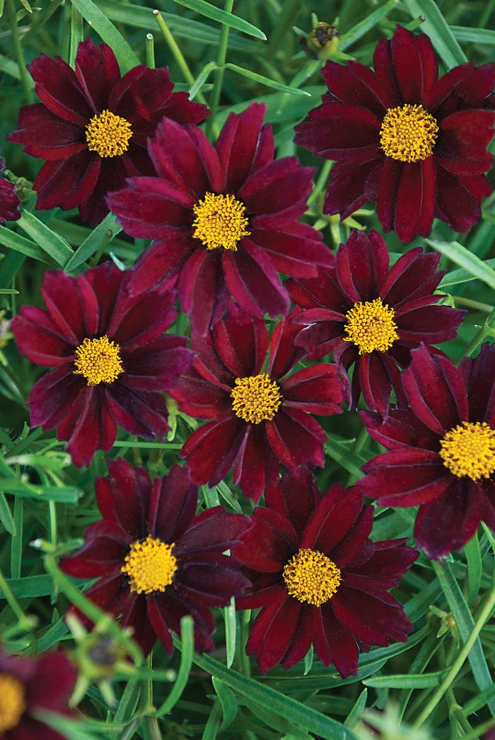 Coreopsis x Big Bang™ 'Mercury Rising' (Tickseed), red flowers