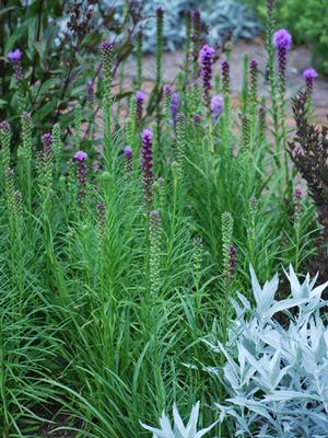 Purple Gay Feather (Liatris spicata 'Kobold')