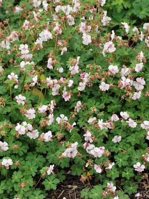 Geranium cantabrigiense 'Biokovo' (Cranesbill)