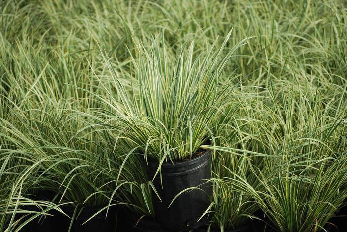 Variegated Sweet Flag (Acorus gramineus 'Variegatus')