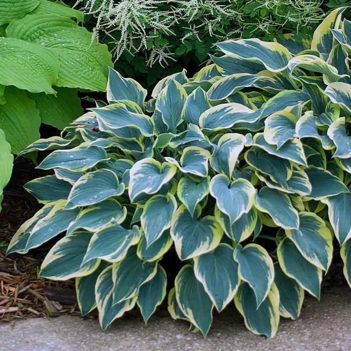 Hosta x 'First Frost' (Plantain Lily)