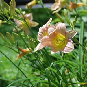 Hemerocallis 'Lullaby Baby' (Daylily)