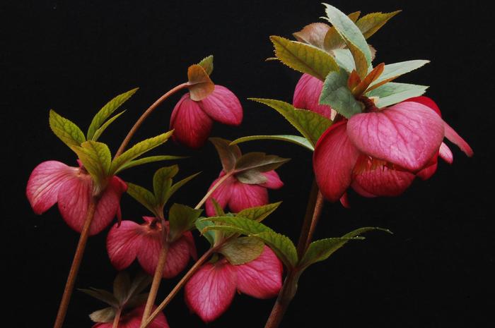 Helleborus x hybridus Winter Jewels® 'Ruby Wine'