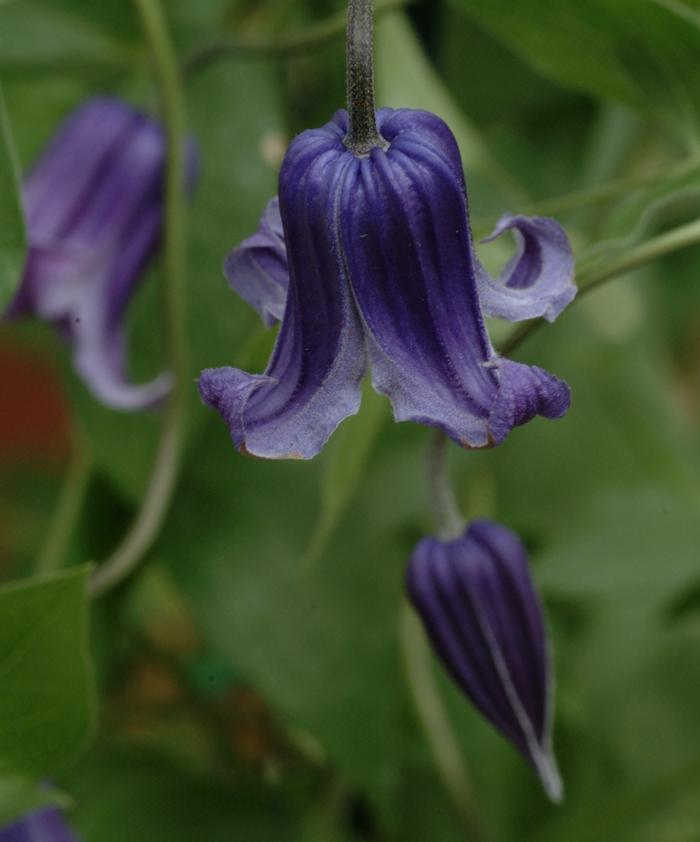 Clematis hybrid 'Rooguchi' (Hybrid Clematis), purple flowers