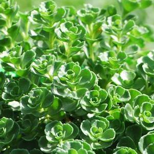 Sedum spurium 'John Creech' (Stonecrop)