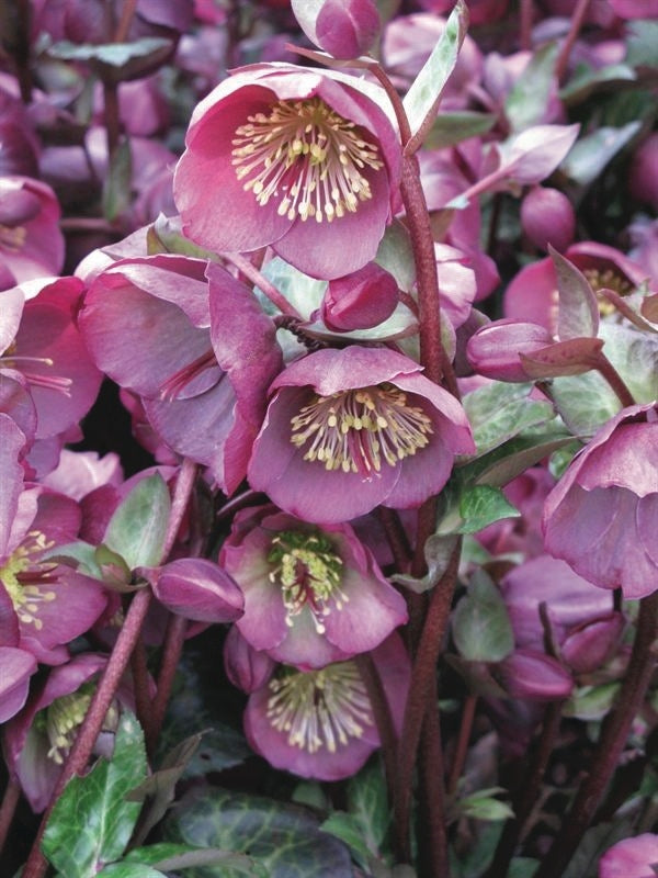 Helleborus x Frostkiss® Penny's Pink (Lenten Rose)