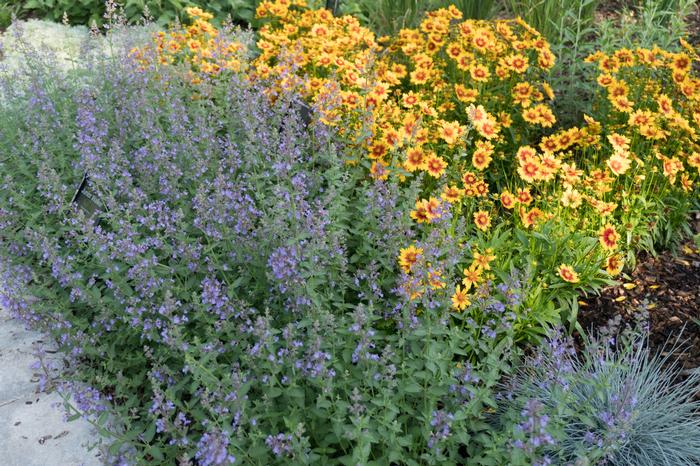 Coreopsis Uptick™Gold & Bronze (Tickseed), yellow and red flowers