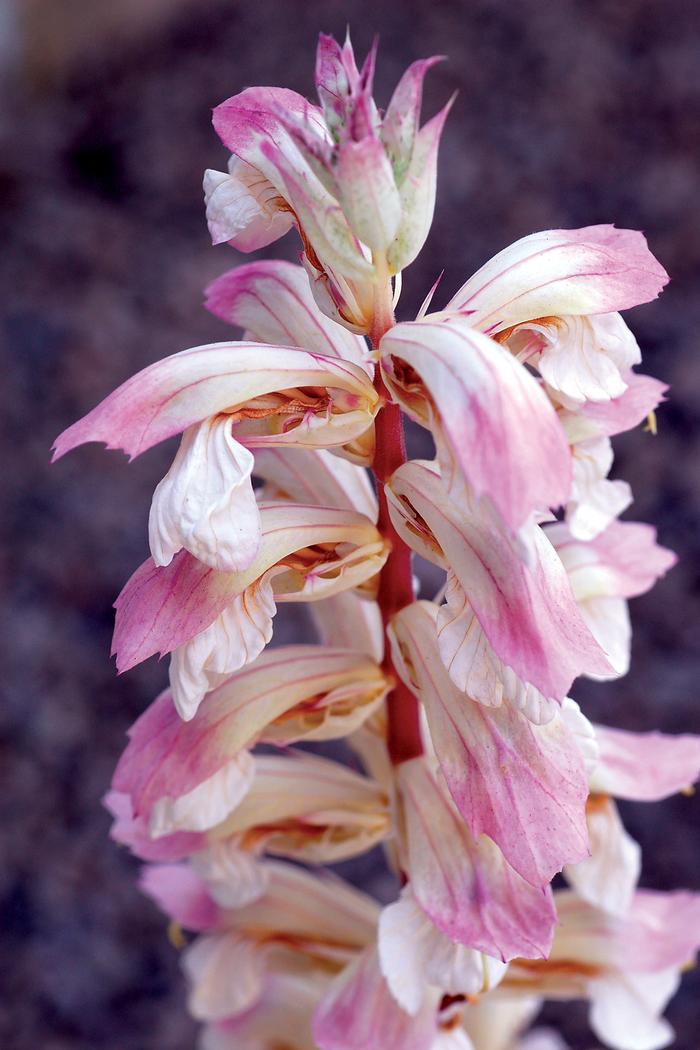 Variegated Bear's Breeches (Acanthus x 'Whitewater')