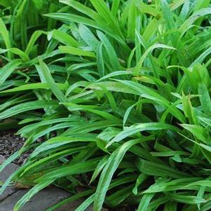 Seersucker Sedge / Plantain-leaf Sedge (Carex plantaginea)