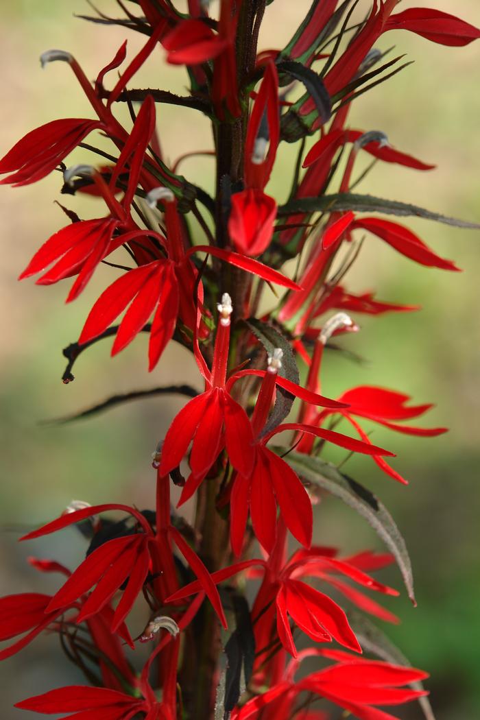 Cardinal Flower (Lobelia cardinalis 'Black Truffle')