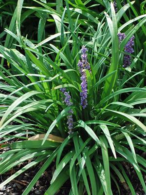 Liriope muscari 'Royal Purple' (Lilyturf)